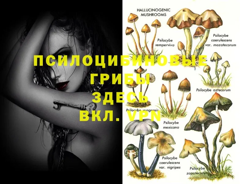 hydra как войти  Истра  Псилоцибиновые грибы GOLDEN TEACHER  как найти закладки 